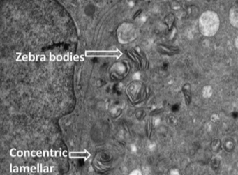 Publication 4 Thumbnail